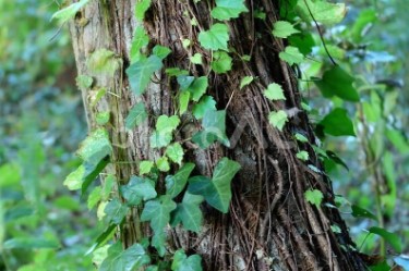 カメムシ　つる植物